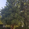 Talar árboles