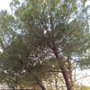Talar árboles