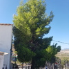 Talar árboles