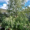 Talar árboles