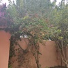 Hacer puesta a punto de jardín