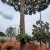Talar árboles