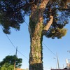 Talar árboles