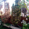 Hacer puesta a punto de jardín