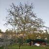 Talar árboles