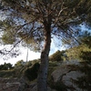 Talar árboles