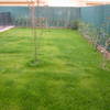 Plantar Cesped