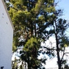 Tala de arboles