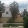Poda de palmeras,