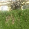 Talar árbol ornamental