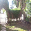 Arrancar cipreses y una palmera y desbrozar el jardín.