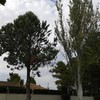 Talar dos arboles