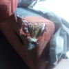 Arreglar arañazo sofa