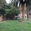 Podar palmeras en vilagacia de arousa
