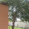 Talar arbol