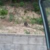 Cambio de cerradura del patio es pequeña