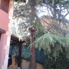 Podar arboles