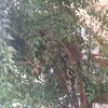 Diseñar jardin