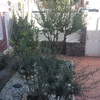 Poda de arboles