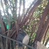 Quitar arbol