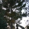 Talar copas de uno o más árboles