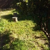 Plantar cesped en jardin