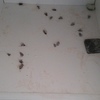 Fumigacion cucarachas
