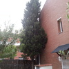 Tala ciprés