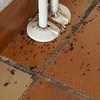 Hormigas voladore¡as primavera eliminar