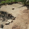 Hormigon impreso en zona de jardin