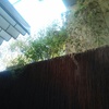 Manteniente plantas terraza