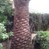 Poda palmera en casa campo