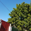 Podar o Tirar Árboles