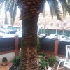 Tirar palmera
