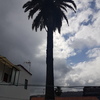 Tala de palmera