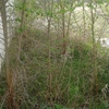 Podar unos arboles