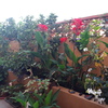 Desbrozar Jardín