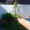 Podar un arbol