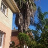 Limpiar de palmera