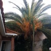 Cortar y retirar palmera