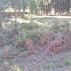 Retirar poda vegetal