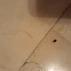 Fumigación o Desinsectación