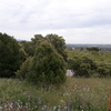 Desbrozar Jardín