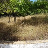 Desbrozar Jardín