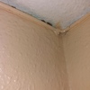 Fumigación o Desinsectación