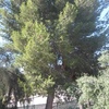 Cortar pino
