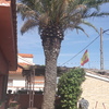 Talar árboles