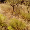Desbrozar Jardín