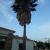 Talar árboles