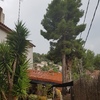 Talar árboles